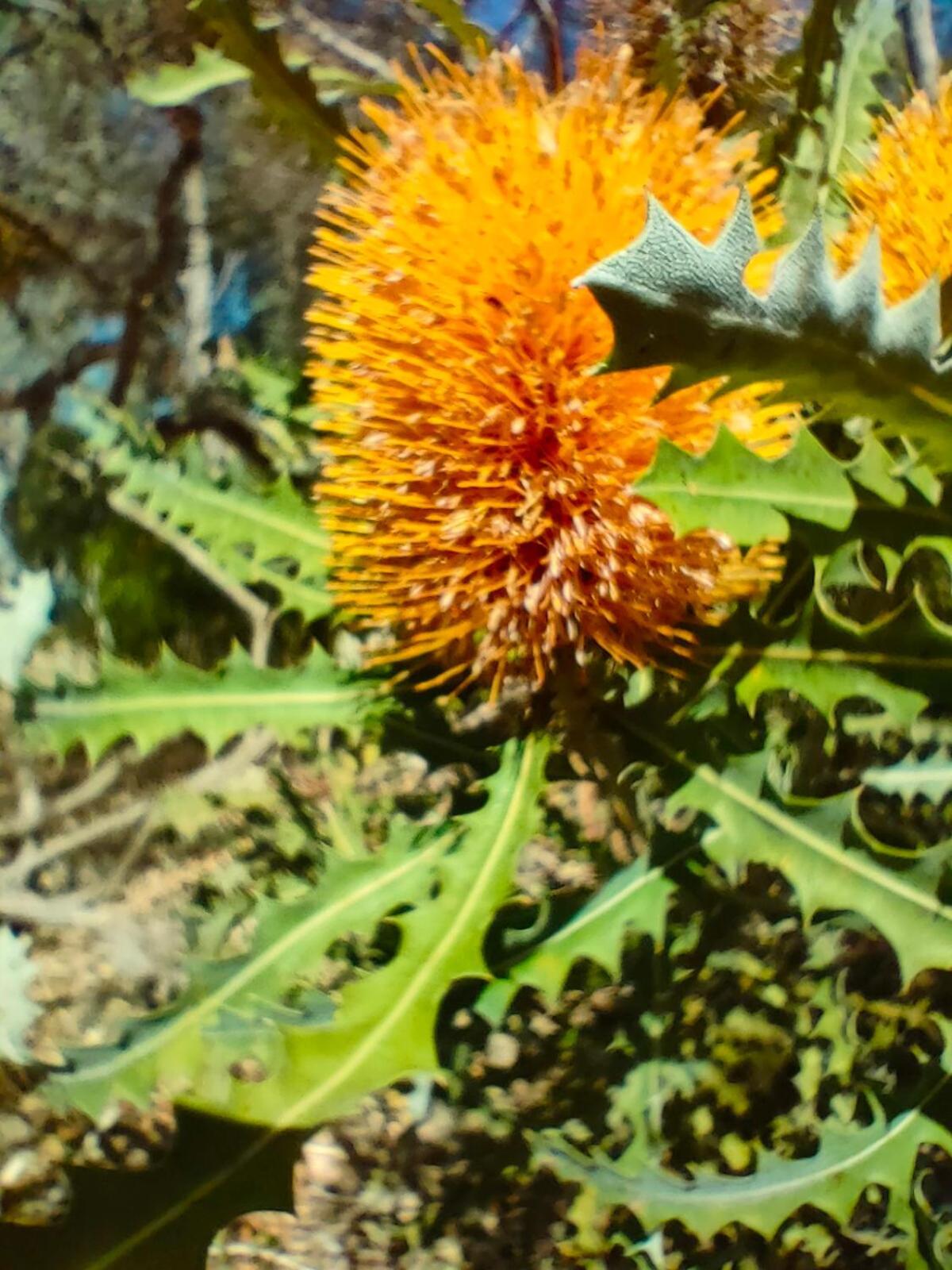 Yanchep Seaside Cottage エクステリア 写真